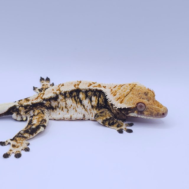 노멀 트라이 익스트림할리퀸