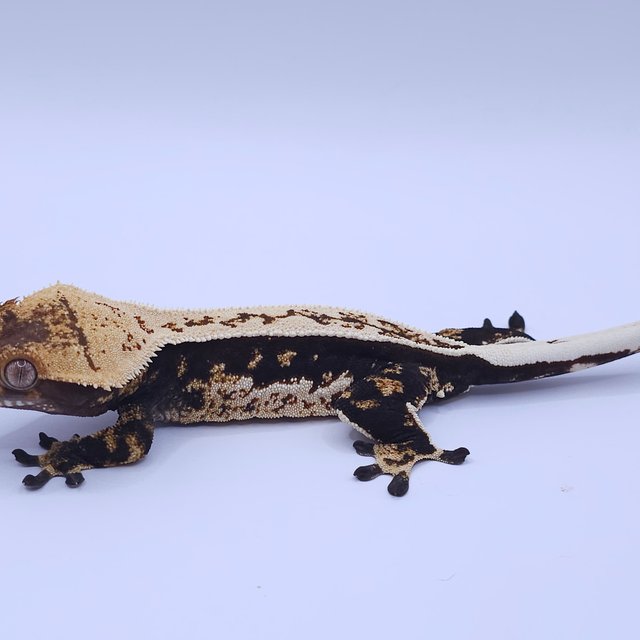 노멀 쿼드 풀핀