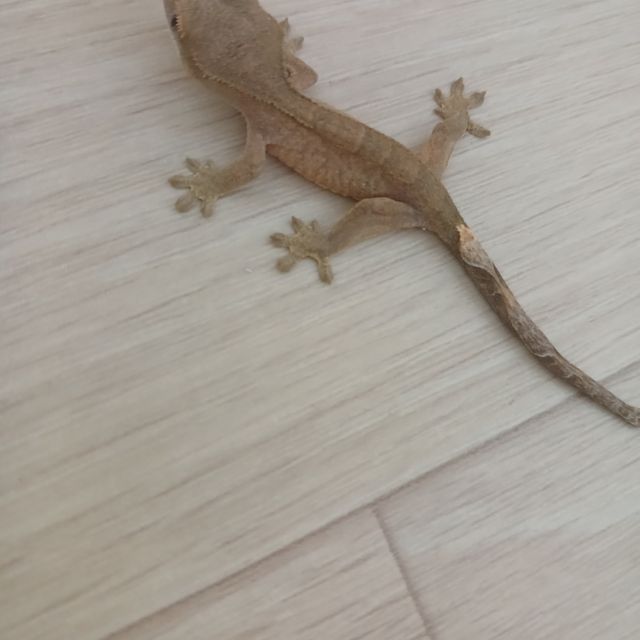 100%헷아잔틱