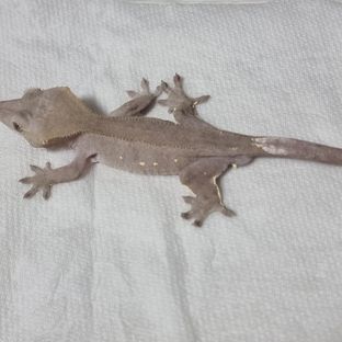 아잔틱