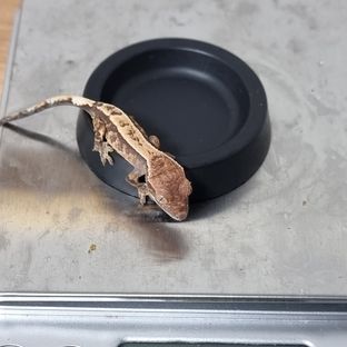 세이블