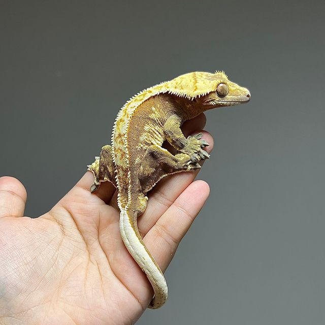 익스트림할리퀸