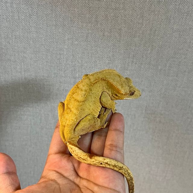 벅스킨 옐로우