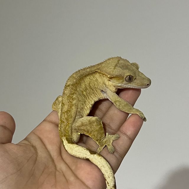 팬텀 옐로우