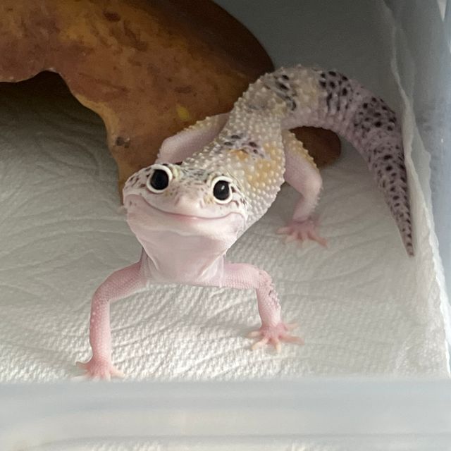 스노우