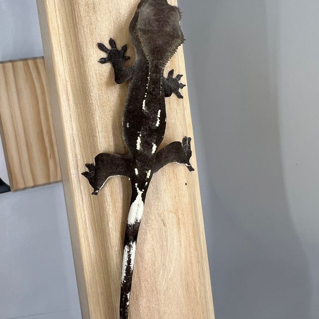 아잔틱