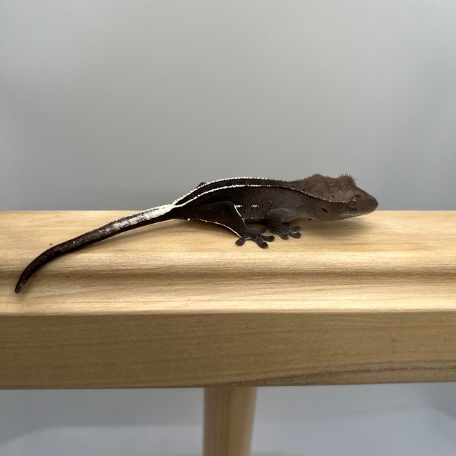 풀핀 쿼드 화이트핀 아잔틱