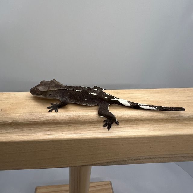 아잔틱