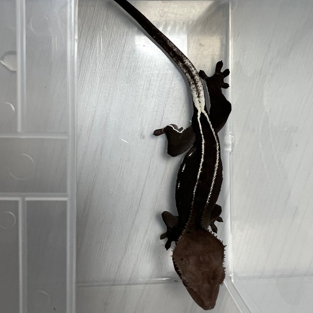 풀핀 쿼드 화이트핀 아잔틱