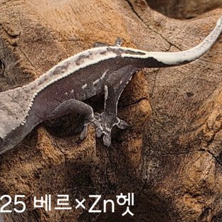 동배