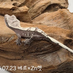 동배