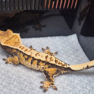 텐저린 트라이 익스트림할리퀸