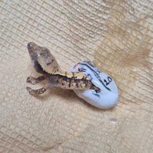 노멀 트라이 익스트림할리퀸 화이트스팟