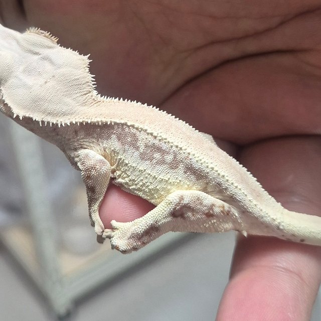 릴리100%헷아잔틱 솔리드백