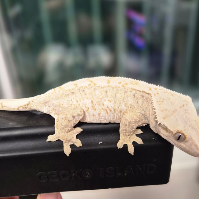 노멀 트라이 드리피 화이트스팟