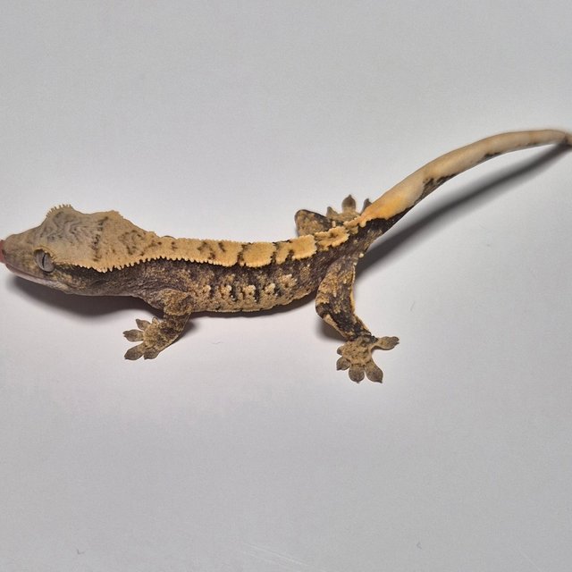 트라이 익스트림할리퀸 화이트스팟