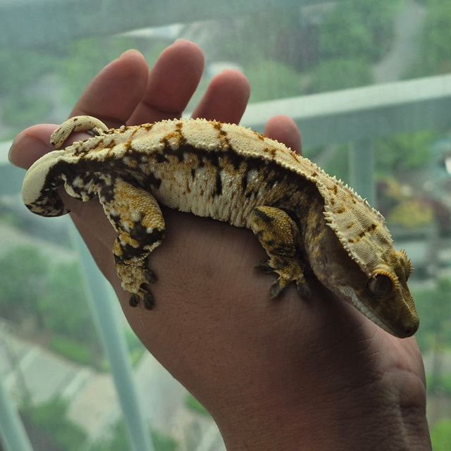 트라이