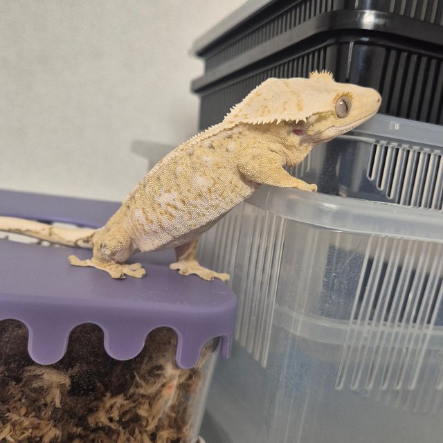 노멀 트라이 드리피 화이트스팟