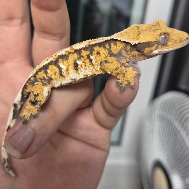 텐저린 트라이 익스트림할리퀸