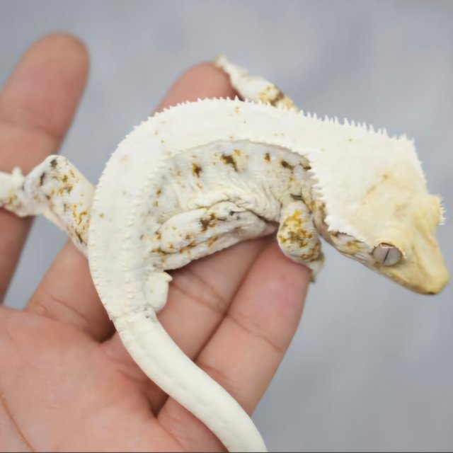 릴리화이트 화이트