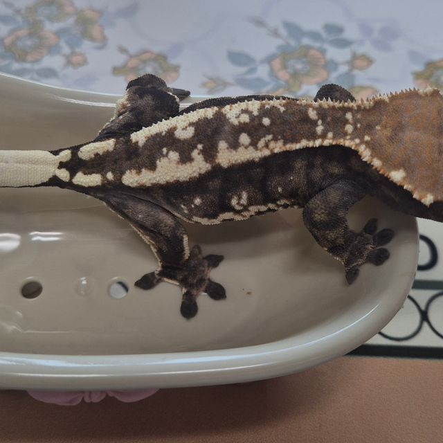 트라이 카푸치노