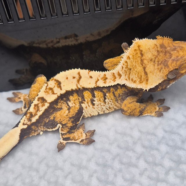 텐저린 트라이 익스트림할리퀸