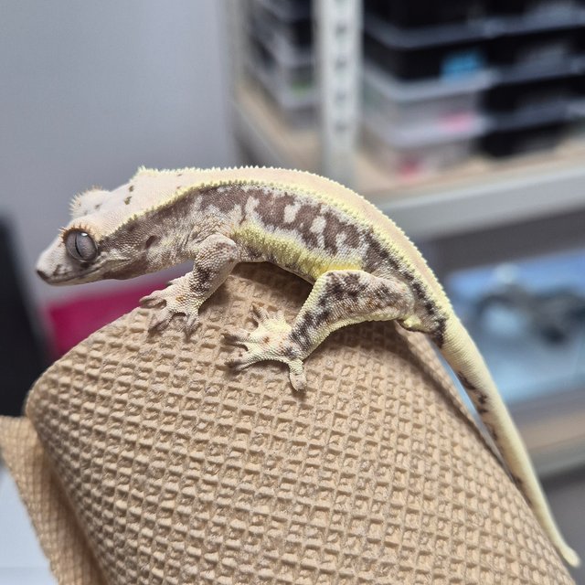 릴리100%헷아잔틱