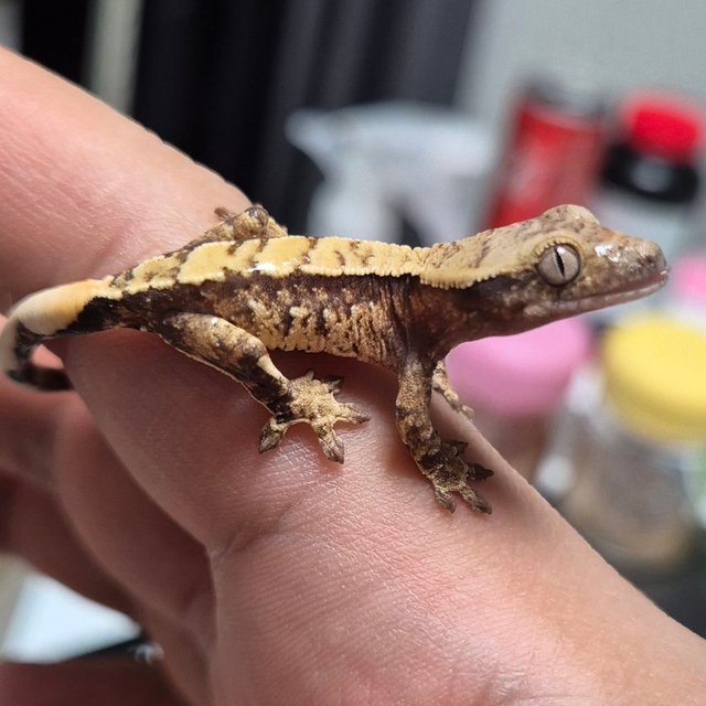 트라이 익스트림할리퀸 화이트스팟