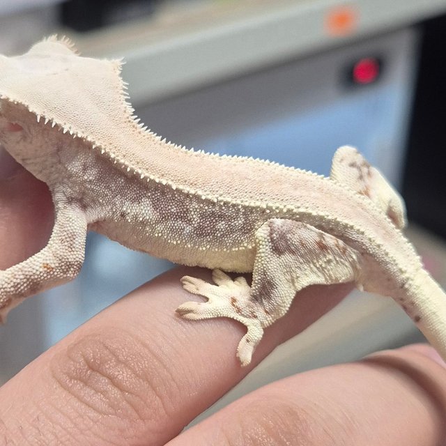 릴리100%헷아잔틱 솔리드백