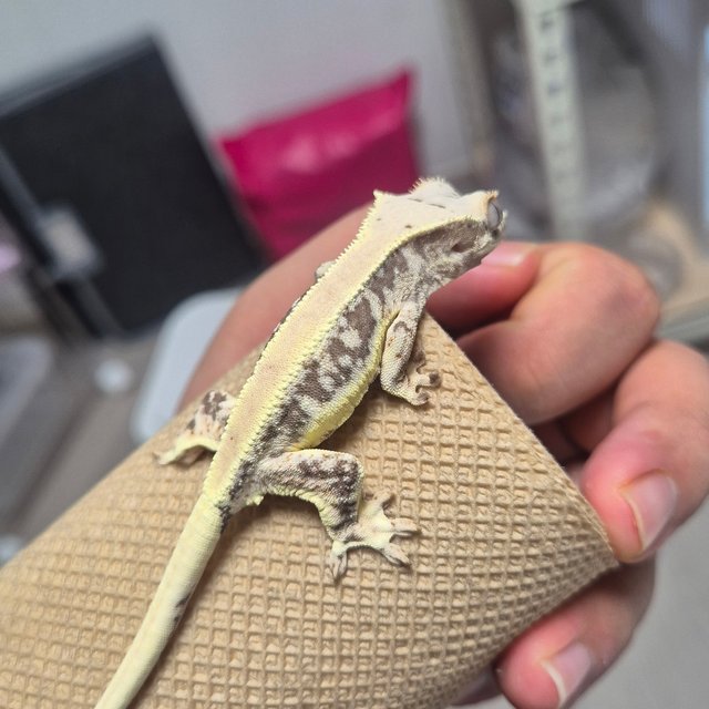 릴리100%헷아잔틱