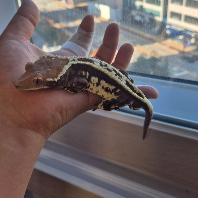 카푸치노 슈퍼스트라이프 엠티백