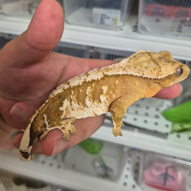 크림시클