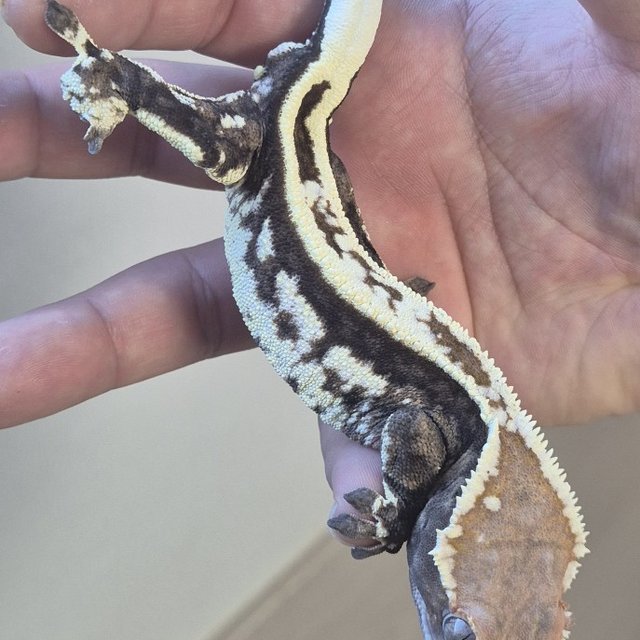 카푸치노 슈퍼스트라이프 엠티백