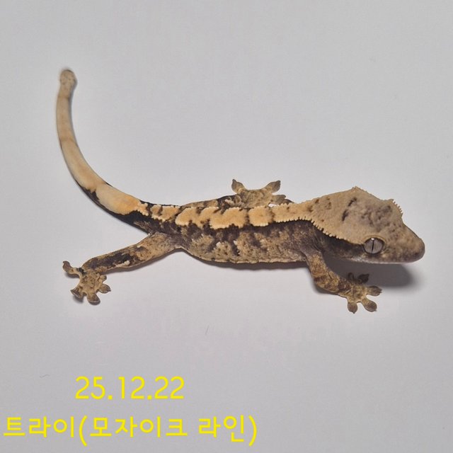 노멀 트라이 익스트림할리퀸 화이트스팟