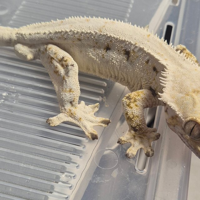 릴리화이트 화이트