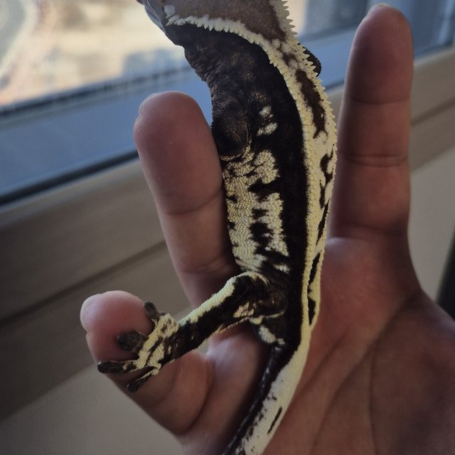 카푸치노 슈퍼스트라이프 엠티백