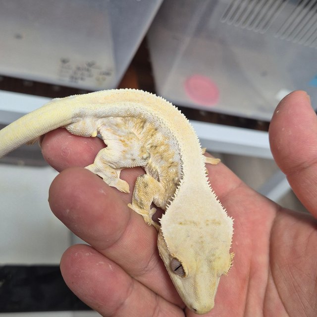 릴리화이트 솔리드백 화이트스팟