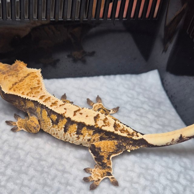 텐저린 트라이 익스트림할리퀸