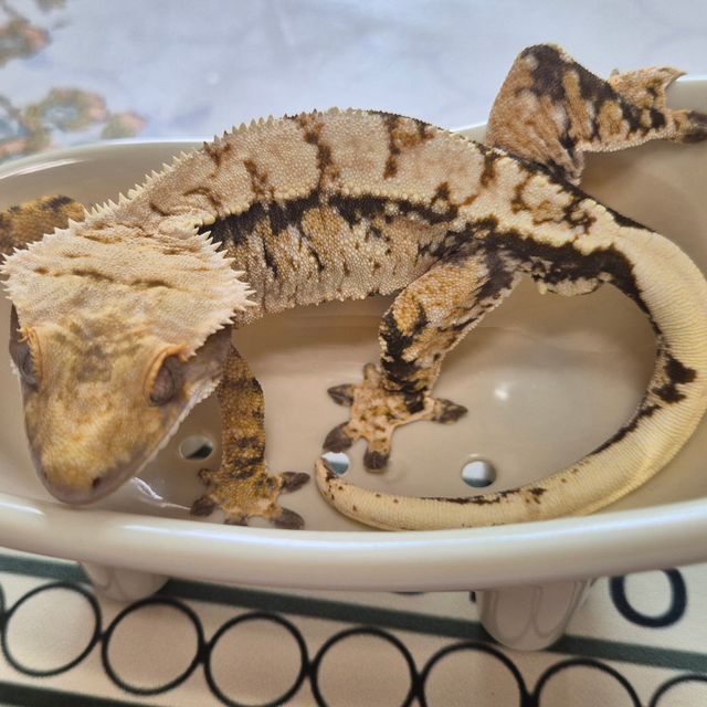 트라이