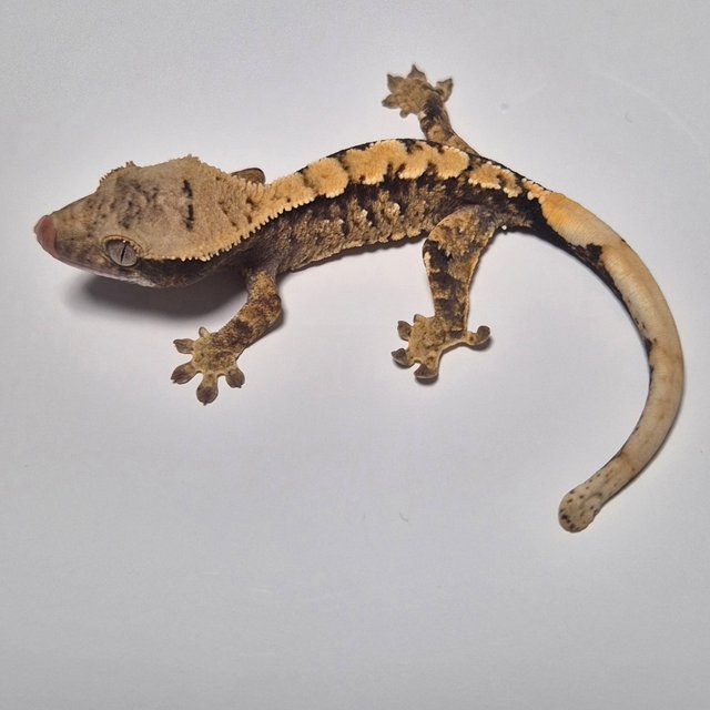 노멀 트라이 익스트림할리퀸 화이트스팟