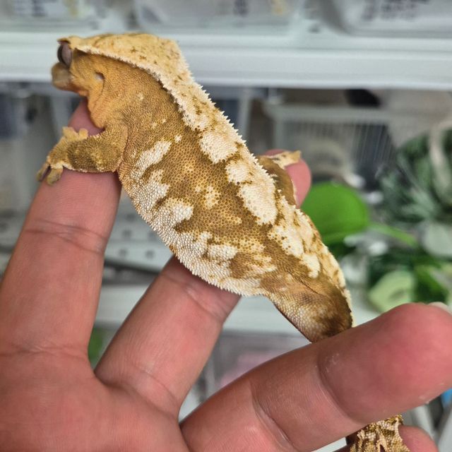 크림시클