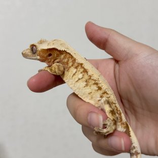 레드 트라이 익스트림할리퀸