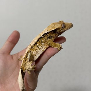 트라이 익스트림할리퀸 드리피 화이트스팟 화이트포트홀