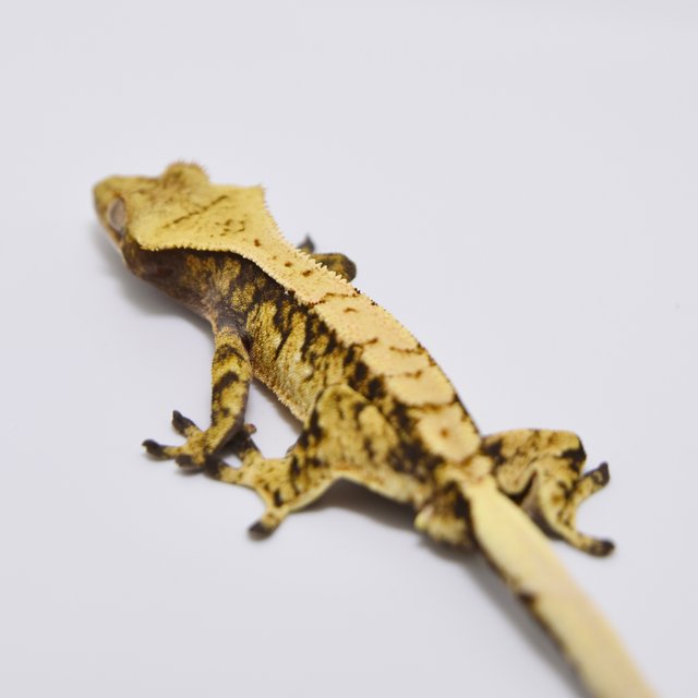 트라이 익스트림할리퀸