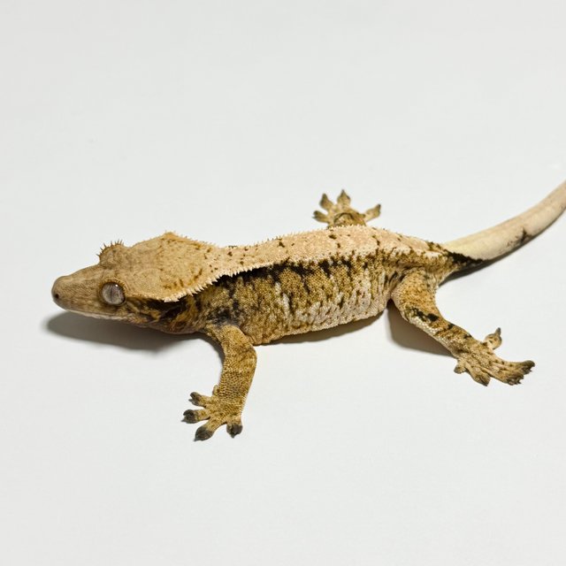 트라이 익스트림할리퀸 드리피 화이트스팟 화이트포트홀