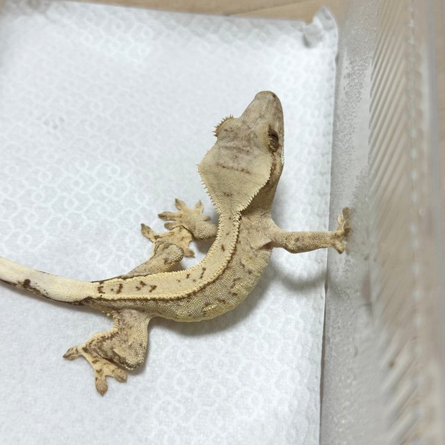 풀핀 크림 크림시클 옐로우