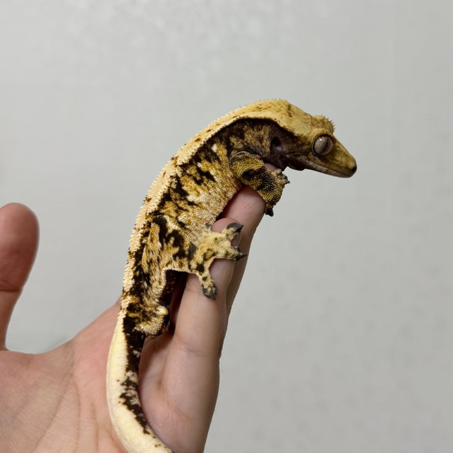 트라이 익스트림할리퀸