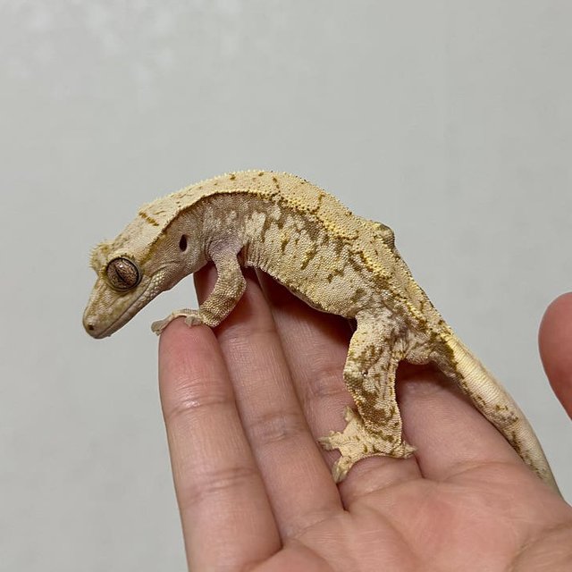 노멀 레드 익스트림할리퀸