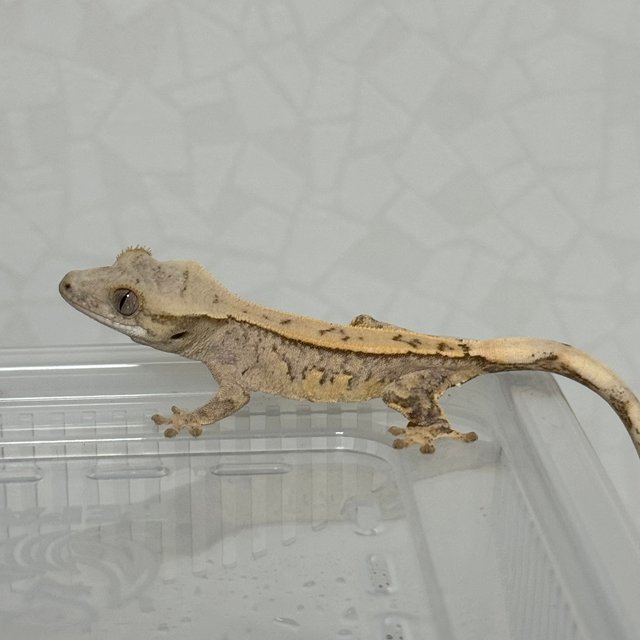 풀핀 크림 크림시클 옐로우