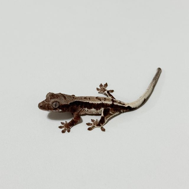 프라푸치노